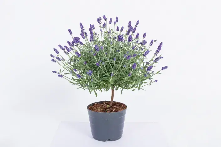 Levandule na kmínku Levandule na kmínku