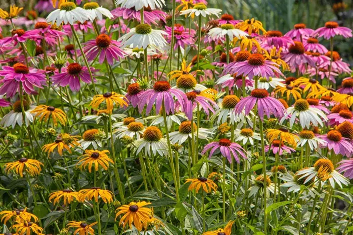 Echinacea je dokonalou společnicí Echinacea je dokonalou společnicí
