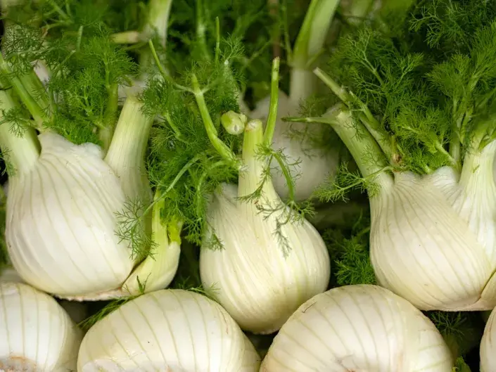 Fenykl sladký neboli hlíznatý (Foeniculum vulgare var. azoricum, syn. Dulce) 