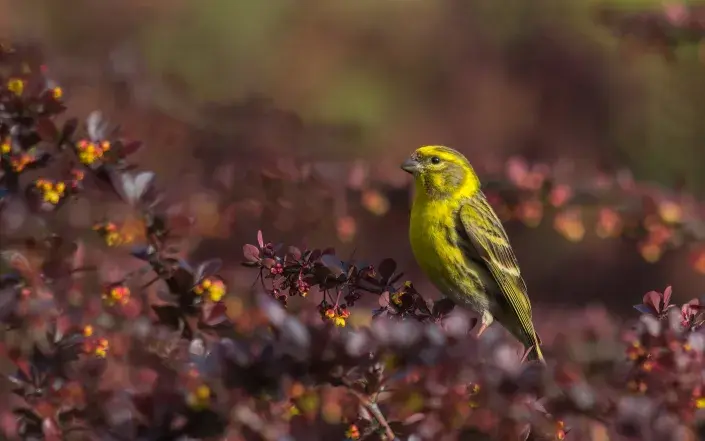 Plody dřišťálu milují ptáci