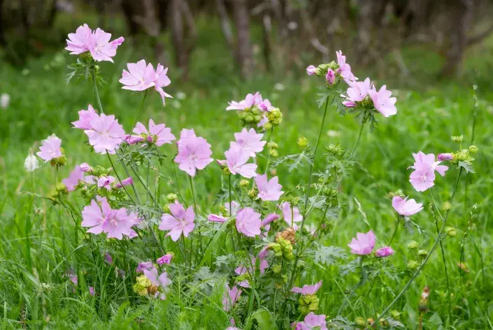 Sléz přehlížený (Malva neglecta) Sléz přehlížený (Malva neglecta)