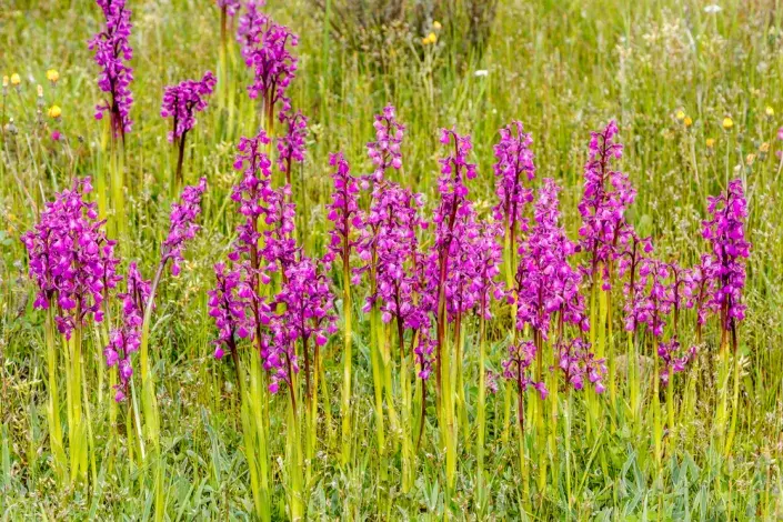 Vstavač mužský (Orchis mascula) Vstavač mužský (Orchis mascula)