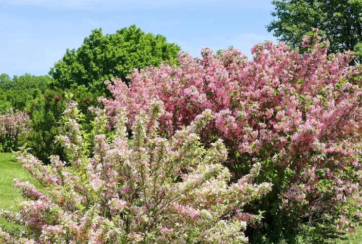 Keře kvetoucí v červnu