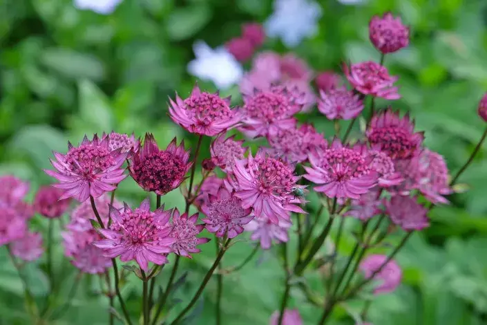 Jarmanka větší (Astrantia major) 
