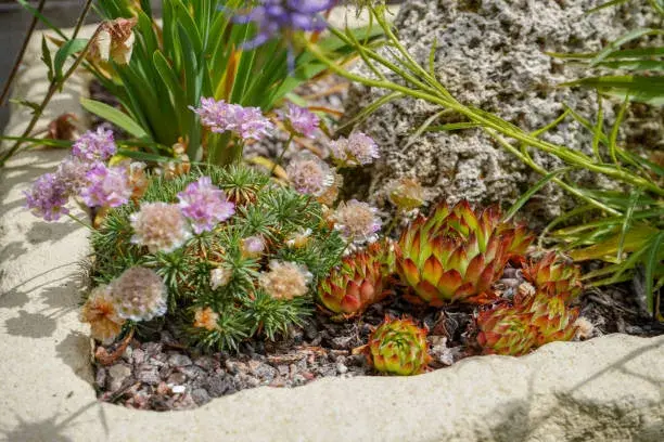 Neobvyklé druhy skalniček Neobvyklé druhy skalniček