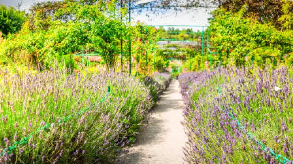 Přestaňte snít o Provence: S těmito tipy si vytvoříte zahradu, ze které budou mít sousedé oči navrch hlavy