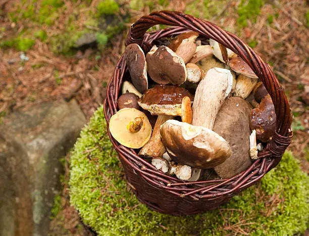 Houbařská sezóna Houbařská sezóna