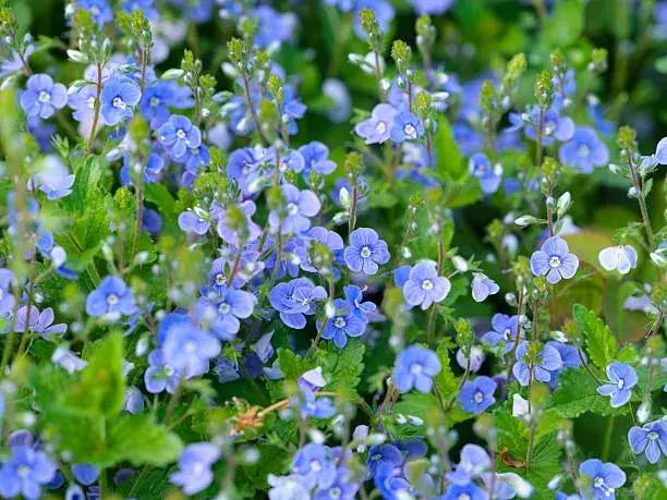 Nenáročné rostliny