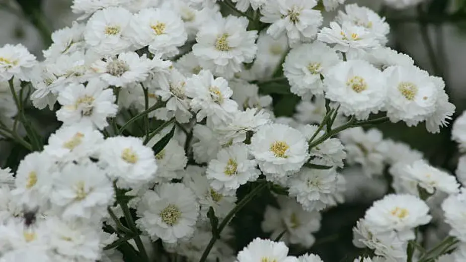 Klenot vaší zahrady i tajná zbraň babiček: Řebříček bertrám je nedoceněná bylinka, kterou musíte mít