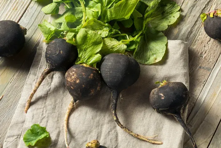 Ředkev setá černá (Raphanus sativus)