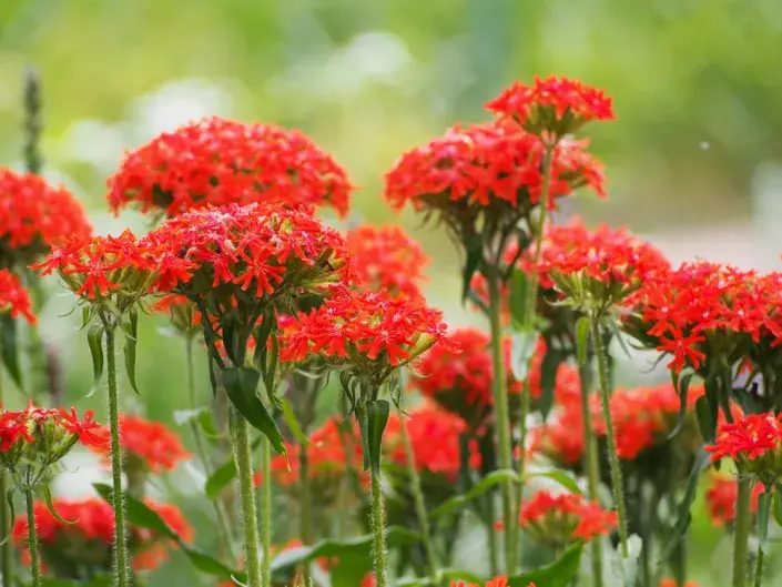 Kohoutek chalcedonský (Lychnis chalcedonica) Kohoutek chalcedonský (Lychnis chalcedonica)