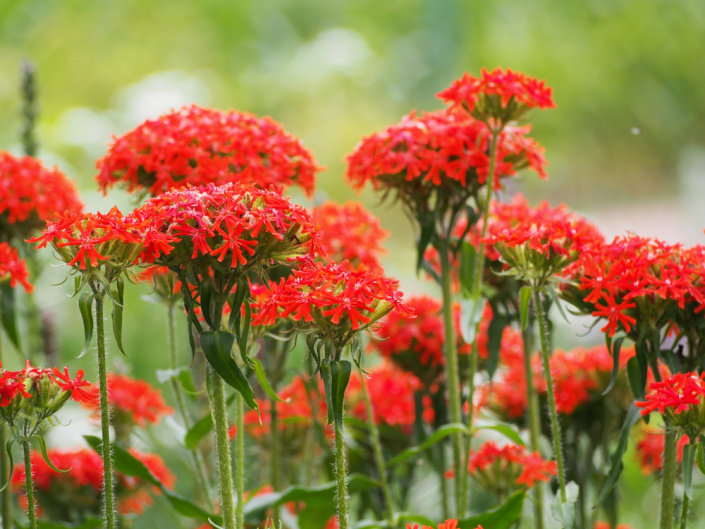 Kohoutek chalcedonský (Lychnis chalcedonica)