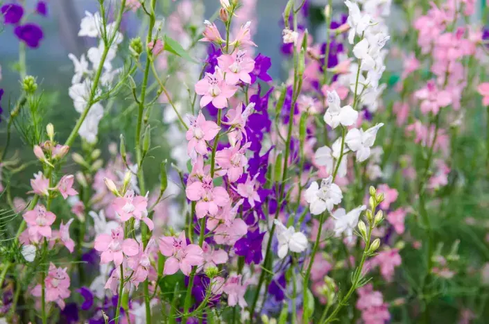 Ostrožka stračka (Consolida regalis) 