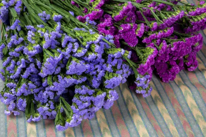 Limonka chobotnatá (Limonium sinuatum)