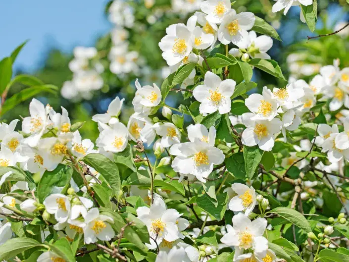 Pustoryl věncový (Philadelphus coronarius) 