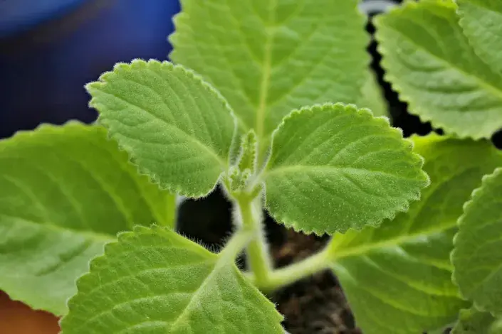 Rýmovník citronový Rýmovník citronový