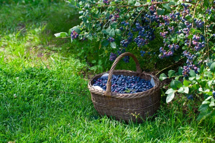 Pěstování kanadských borůvek