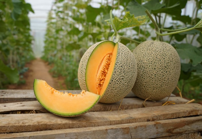 Meloun cukrový (Cucumis melo) 