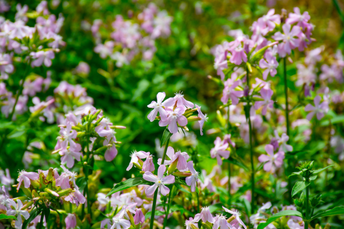 Mydlice lékařská (Saponaria officinalis)