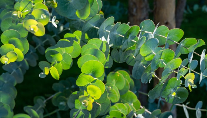 Eukalyptus neboli blahovičník