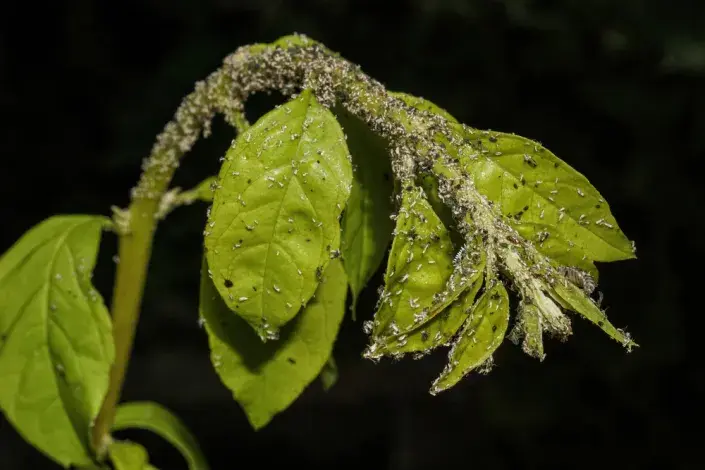 Když mšice napadnou rostlinu 