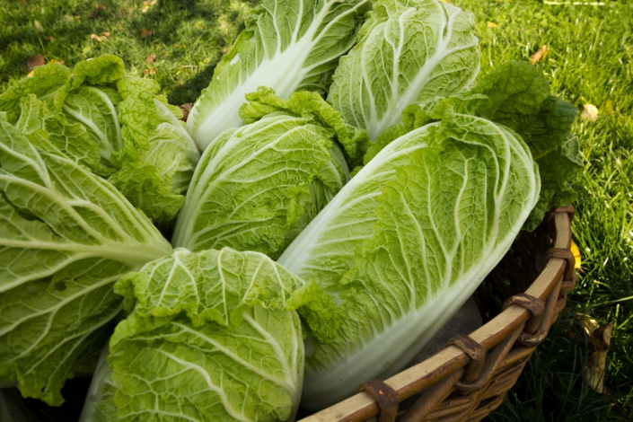 Pekingské zelí (Brassica rapa susp. Pekinensis) 