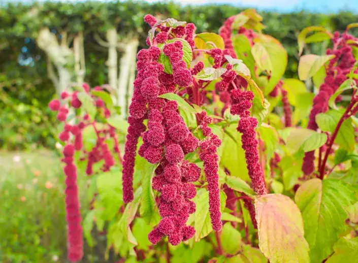 Laskavec ocasatý (Amaranthus caudatus)