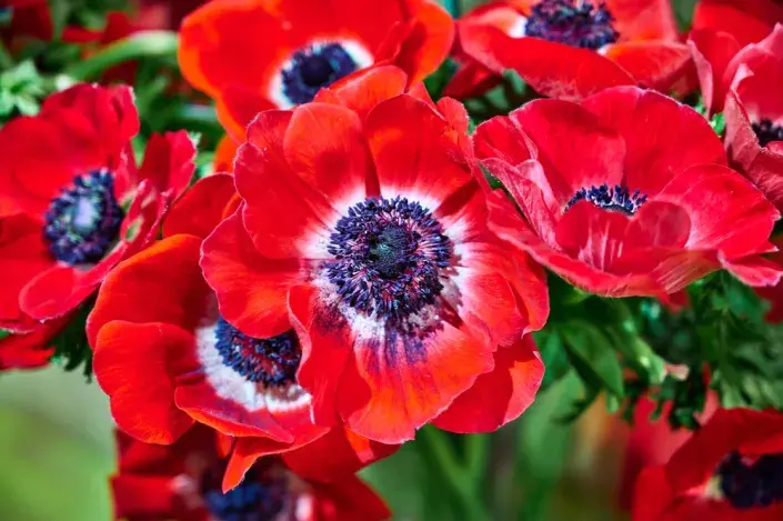 Sasanka věncová (Anemone coronaria) Sasanka věncová (Anemone coronaria)