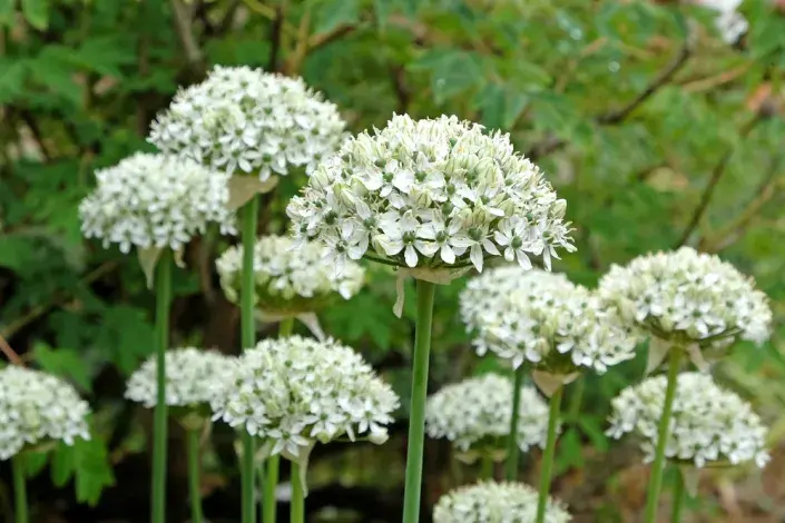 Česnek černý (Allium nigrum) 