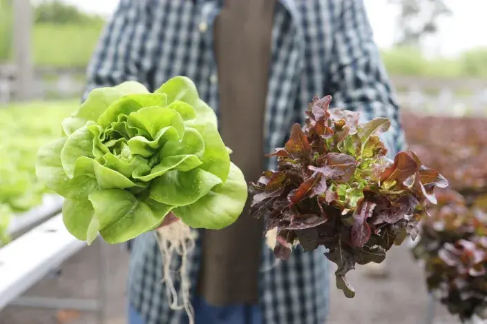 červen výsev zelenina červen výsev zelenina