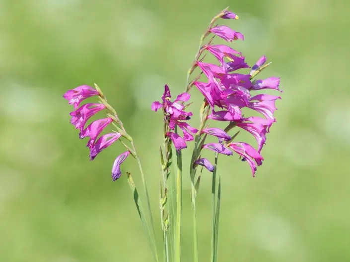 Mečík střechovitý (Gladiolus imbricatus L.) Mečík střechovitý (Gladiolus imbricatus L.)