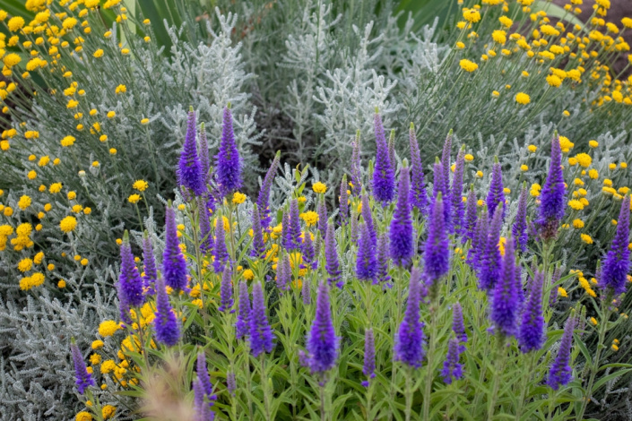 Rozrazil klasnatý (Veronica spicata) 