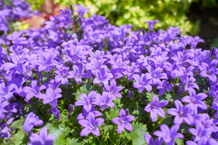 Zvonek dalmatský (Campanula portenschlagiana) 