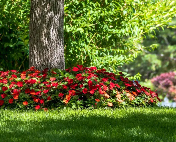 letničky ve stínu letničky ve stínu