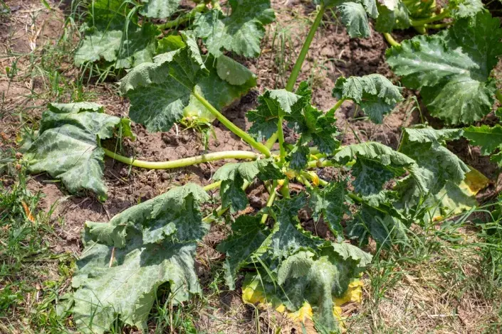 Nejčastější chyby při zalévání Nejčastější chyby při zalévání