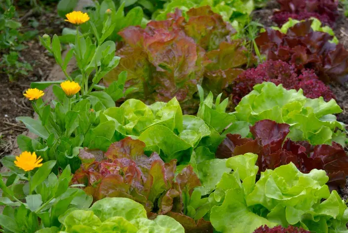 letní saláty letní saláty