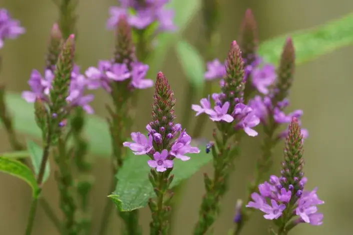 Verbena šípovitá neboli sporýš šípovitý (Verbena hastata) 