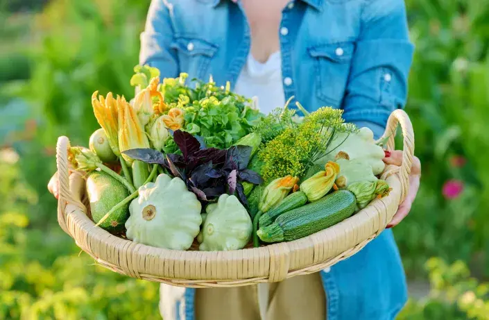 bylinky a zelenina bylinky a zelenina