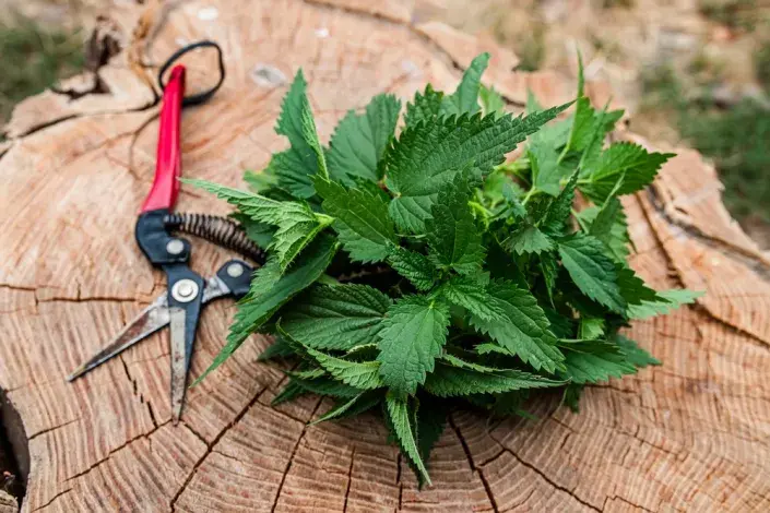postřiky na mšice z bylin