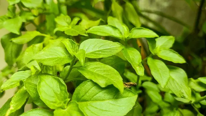 Bazalka citronová (Ocimum basilicum citriodorum)  Bazalka citronová (Ocimum basilicum citriodorum)