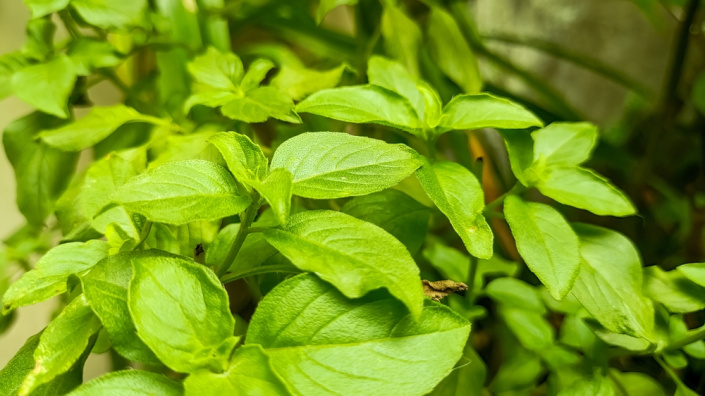Bazalka citronová (Ocimum basilicum citriodorum) 