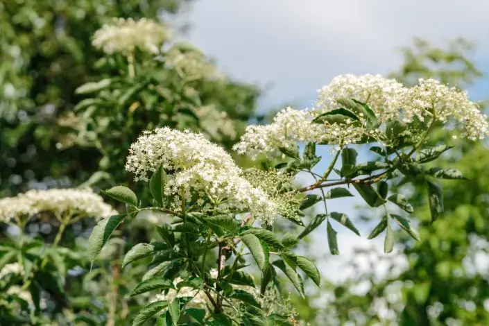 Černý bez (Sambucus nigra) 