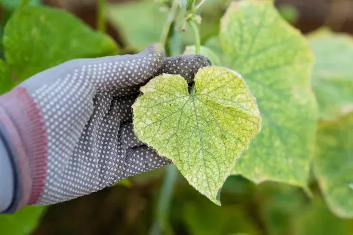 Žloutnutí listů nepodceňujte