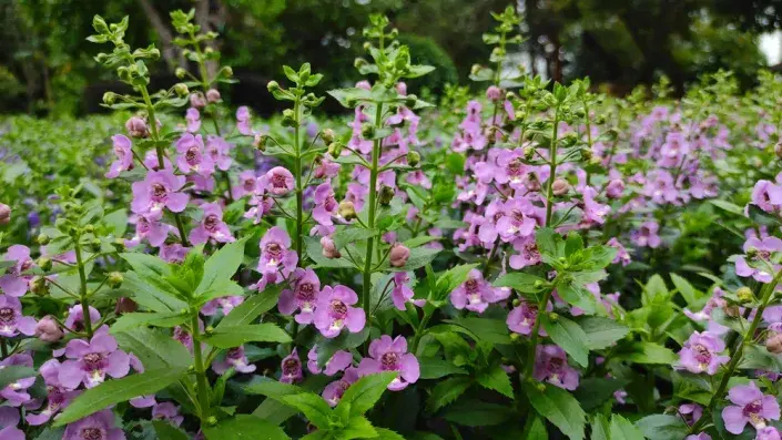 Angelonie úzkolistá (Angelonia angustifolia) 