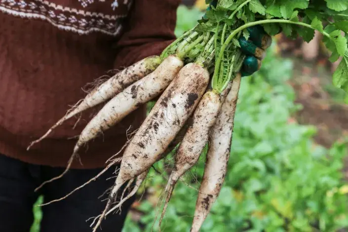 Daikon neboli ředkev setá bílá Daikon neboli ředkev setá bílá