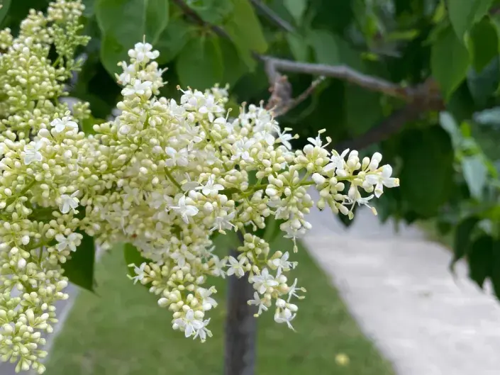 Šeřík japonský (Syringa reticulata) 