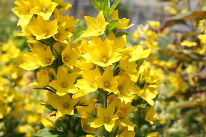Vrbina tečkovaná (Lysimachia punctata)