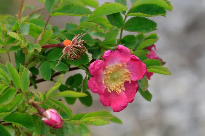 Růže převislá (Rosa pendolina) 