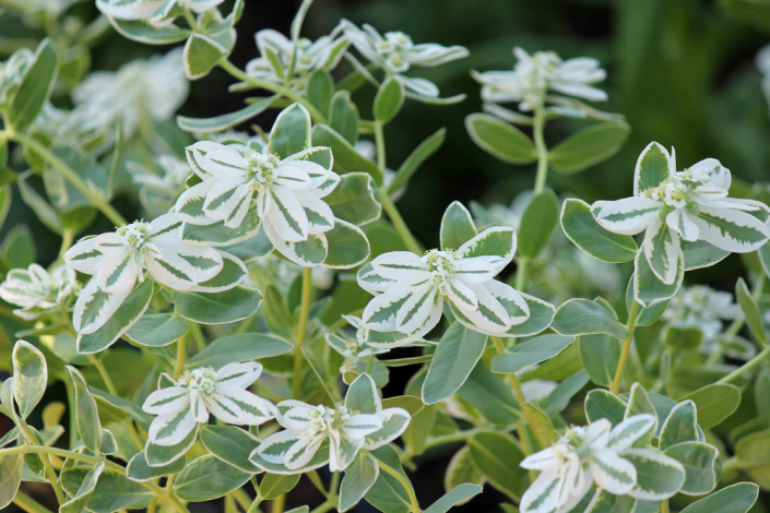 Pryšec vroubený (Euphorbia marginata)