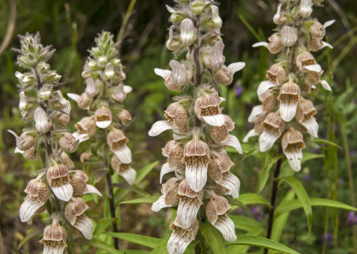 Náprstník vlnatý (Digitalis lanata) 